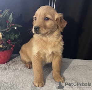 Foto №1. golden retriever - zum Verkauf in der Stadt Mainz | 500€ | Ankündigung № 98597