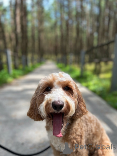 Foto №1. labradoodle - zum Verkauf in der Stadt Galway | verhandelt | Ankündigung № 156415