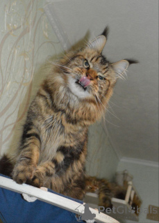 Foto №3. Mainecoon. Deutschland