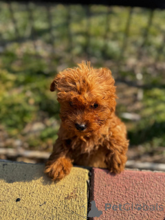 Foto №3. Pudelspielzeugschokolade & Ingwer. Rumänien