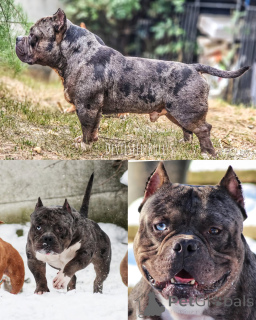 Foto №4. Ich werde verkaufen american bully in der Stadt Krško. züchter - preis - 2€