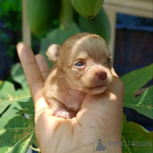 Foto №2 zu Ankündigung № 170104 zu verkaufen chihuahua - einkaufen USA züchter