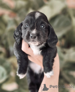 Foto №1. dackel - zum Verkauf in der Stadt Geilo | verhandelt | Ankündigung № 155450