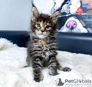 Foto №2 zu Ankündigung № 114861 zu verkaufen maine-coon-katze - einkaufen USA quotient 	ankündigung