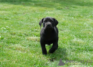 Zusätzliche Fotos: Südafrikanische Boerboel-Mastiff-Welpen