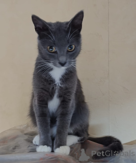 Foto №3. Liebevolle Elfie. Weißrussland