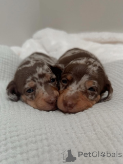 Foto №2 zu Ankündigung № 163344 zu verkaufen dackel - einkaufen Montenegro quotient 	ankündigung, aus dem tierheim