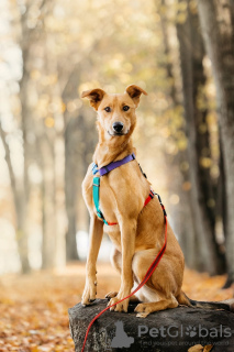 Foto №2 zu Ankündigung № 127758 zu verkaufen mischlingshund - einkaufen Russische Föderation aus dem tierheim