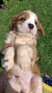 Foto №4. Ich werde verkaufen amerikanischer cocker spaniel, english cocker spaniel, english springer spaniel, welsh springer spaniel, irish water spaniel, perro de agua español, mastín español, cavalier king charles spaniel, cavalier king charles spaniel, clumber spaniel, russian spaniel, tibet-spaniel in der Stadt Vilnius. quotient 	ankündigung, vom kindergarten, züchter - preis - 1100€
