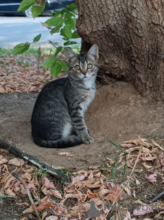 Foto №1.  - zum Verkauf in der Stadt Moskwa | Frei | Ankündigung № 152386