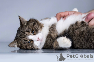 Foto №3. Junge Katze Bucks sucht ein Zuhause.. Russische Föderation