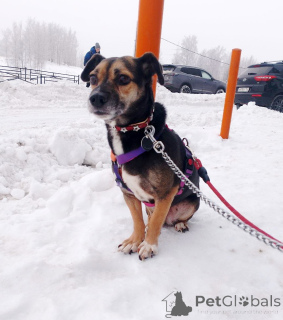 Foto №2 zu Ankündigung № 162858 zu verkaufen mischlingshund - einkaufen Russische Föderation quotient 	ankündigung