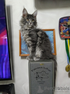 Foto №3. Maine Coon Kätzchen. Ukraine