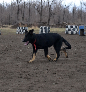 Foto №1. deutscher schäferhund - zum Verkauf in der Stadt Novotroitsk | 494€ | Ankündigung № 3926