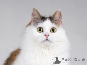 Foto №4. Ich werde verkaufen  in der Stadt Москва. quotient 	ankündigung - preis - Frei