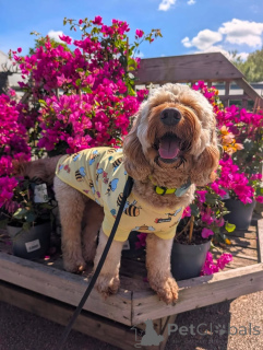 Foto №2 zu Ankündigung № 169360 zu verkaufen amerikanischer cocker spaniel - einkaufen Finnland quotient 	ankündigung