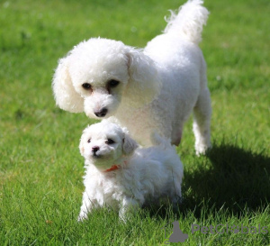 Foto №1. bichon frisé - zum Verkauf in der Stadt Франкфурт-на-Майне | 300€ | Ankündigung № 82678