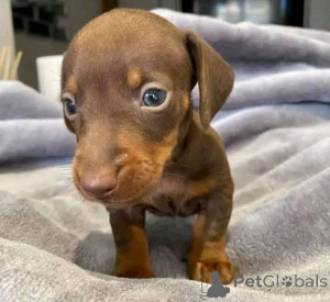 Foto №1.  - zum Verkauf in der Stadt Florenz | verhandelt | Ankündigung № 163603