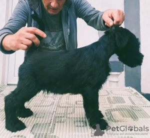 Foto №3. Large schnauzer puppies for sale. Serbien