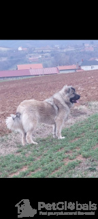 Foto №4. Ich werde verkaufen otterhund in der Stadt Belgrad.  - preis - verhandelt