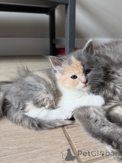 Foto №3. Freundliches und liebevolles sibirisches Kätzchen verfügbar. Deutschland