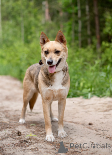 Foto №2 zu Ankündigung № 145515 zu verkaufen mischlingshund - einkaufen Russische Föderation quotient 	ankündigung