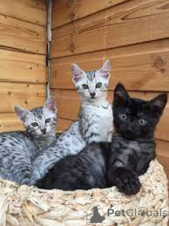 Foto №2 zu Ankündigung № 163810 zu verkaufen ägyptische mau - einkaufen Österreich quotient 	ankündigung, züchter