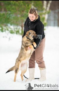 Foto №4. Ich werde verkaufen mischlingshund in der Stadt Москва.  - preis - Frei