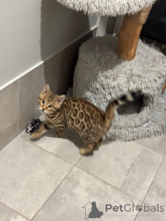 Foto №1. bengal katzenrasse - zum Verkauf in der Stadt Renens | 750€ | Ankündigung № 152761