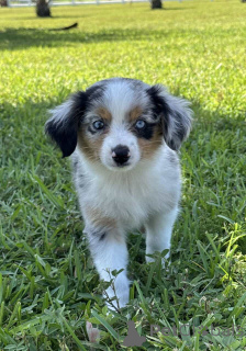 Foto №1. australian shepherd - zum Verkauf in der Stadt Hamminkeln | 900€ | Ankündigung № 150656