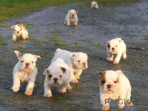 Foto №3. 9 Englische Bulldoggenwelpen, 5 Hündinnen und 4 Rüden, verfügbar.. Belgien