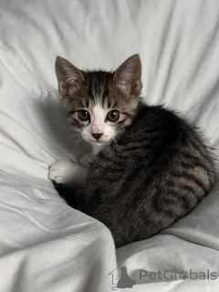 Foto №1. hauskatze - zum Verkauf in der Stadt Vermontville | 372€ | Ankündigung № 146728