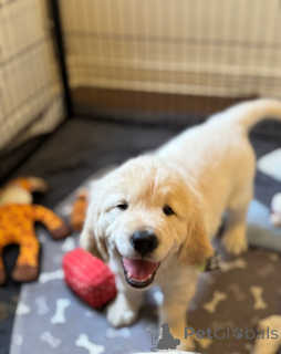 Foto №2 zu Ankündigung № 161336 zu verkaufen  - einkaufen Georgien 