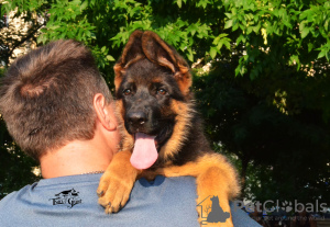 Foto №4. Ich werde verkaufen deutscher schäferhund in der Stadt Kharkov. vom kindergarten, züchter - preis - 592€
