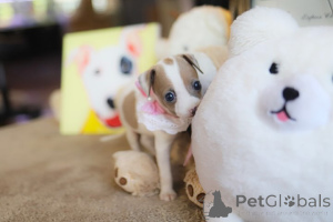 Foto №3. Dean Janet Kay Welpen Haus. USA