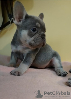 Foto №2 zu Ankündigung № 96013 zu verkaufen französische bulldogge - einkaufen Serbien züchter