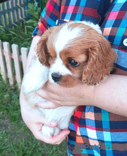 Foto №3. Welpe Cavalier King Charles Spaniel Mädchen. Russische Föderation