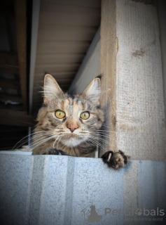 Foto №1.  - zum Verkauf in der Stadt Москва | Frei | Ankündigung № 130370