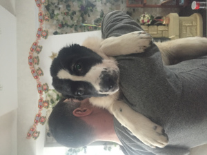 Foto №3. CAO Welpen zu verkaufen. Weißrussland