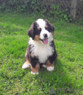 Foto №1. berner sennenhund - zum Verkauf in der Stadt Подгорица | verhandelt | Ankündigung № 124337