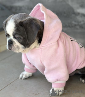 Foto №3. Exotic Pug. Serbien