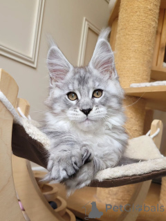 Foto №1. maine-coon-katze - zum Verkauf in der Stadt Köln | verhandelt | Ankündigung № 155921