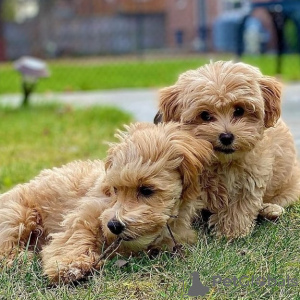 Foto №1. mastiff - zum Verkauf in der Stadt Chornobyl | verhandelt | Ankündigung № 129912