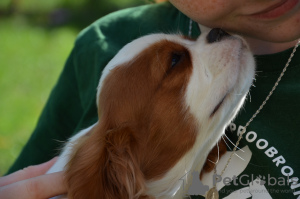 Foto №3. CAVALIER KING CHARLES SPANIEL Rüde ZKWP / FCI. Polen