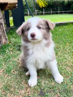 Foto №1. border collie - zum Verkauf in der Stadt München | verhandelt | Ankündigung № 159498