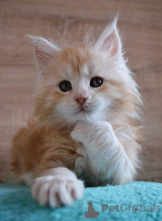 Foto №3. Kocięta rasy Maine Coon im Frühjahr. Polen