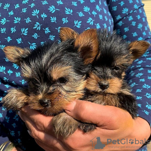 Foto №1. yorkshire terrier - zum Verkauf in der Stadt Copenhague | verhandelt | Ankündigung № 77552