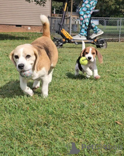 Foto №2 zu Ankündigung № 127387 zu verkaufen beagle - einkaufen Deutschland quotient 	ankündigung