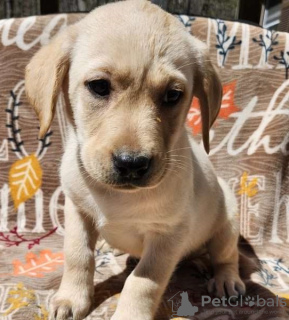 Foto №1. labrador retriever - zum Verkauf in der Stadt London | Frei | Ankündigung № 100271