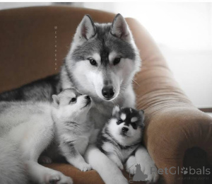 Foto №4. Ich werde verkaufen  in der Stadt Stadt von London.  - preis - verhandelt